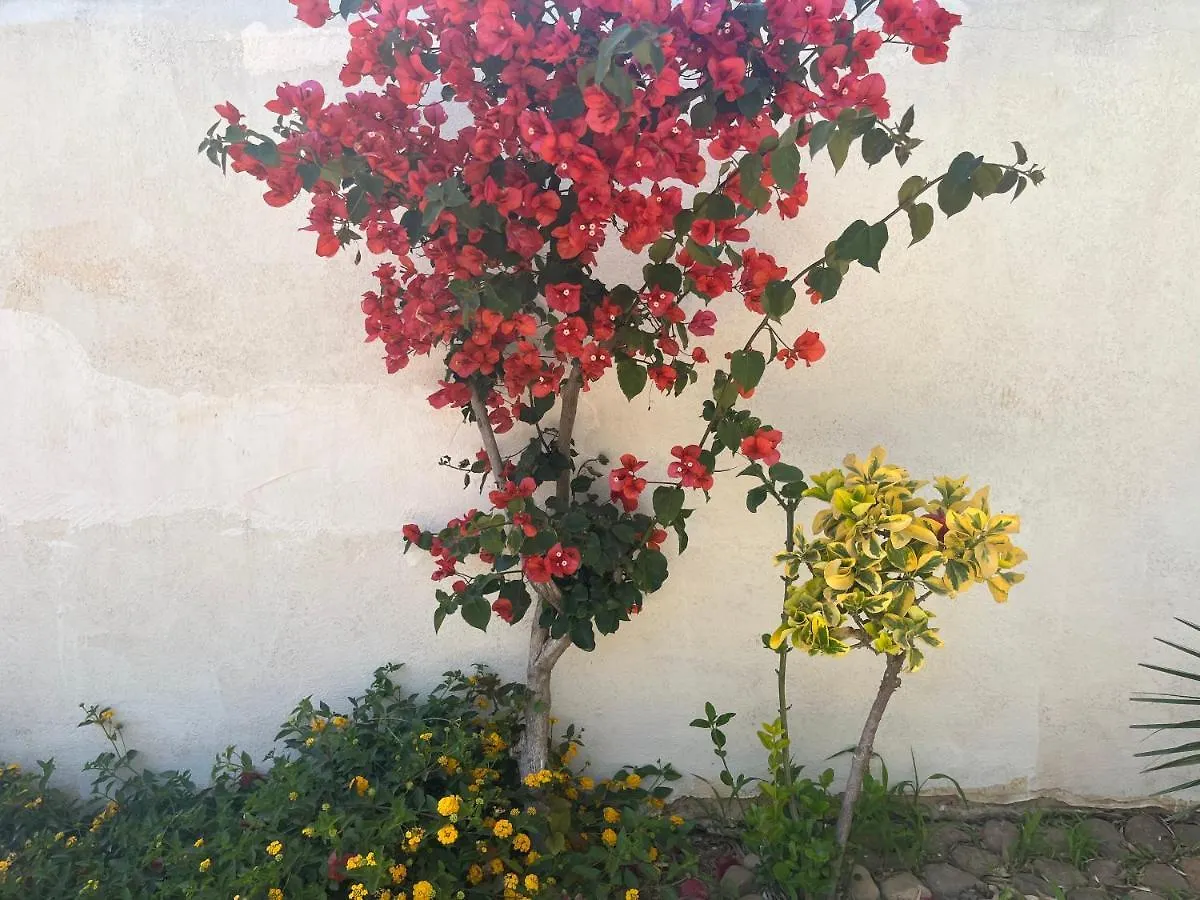Nespolilla Villa Petrosino Holiday home